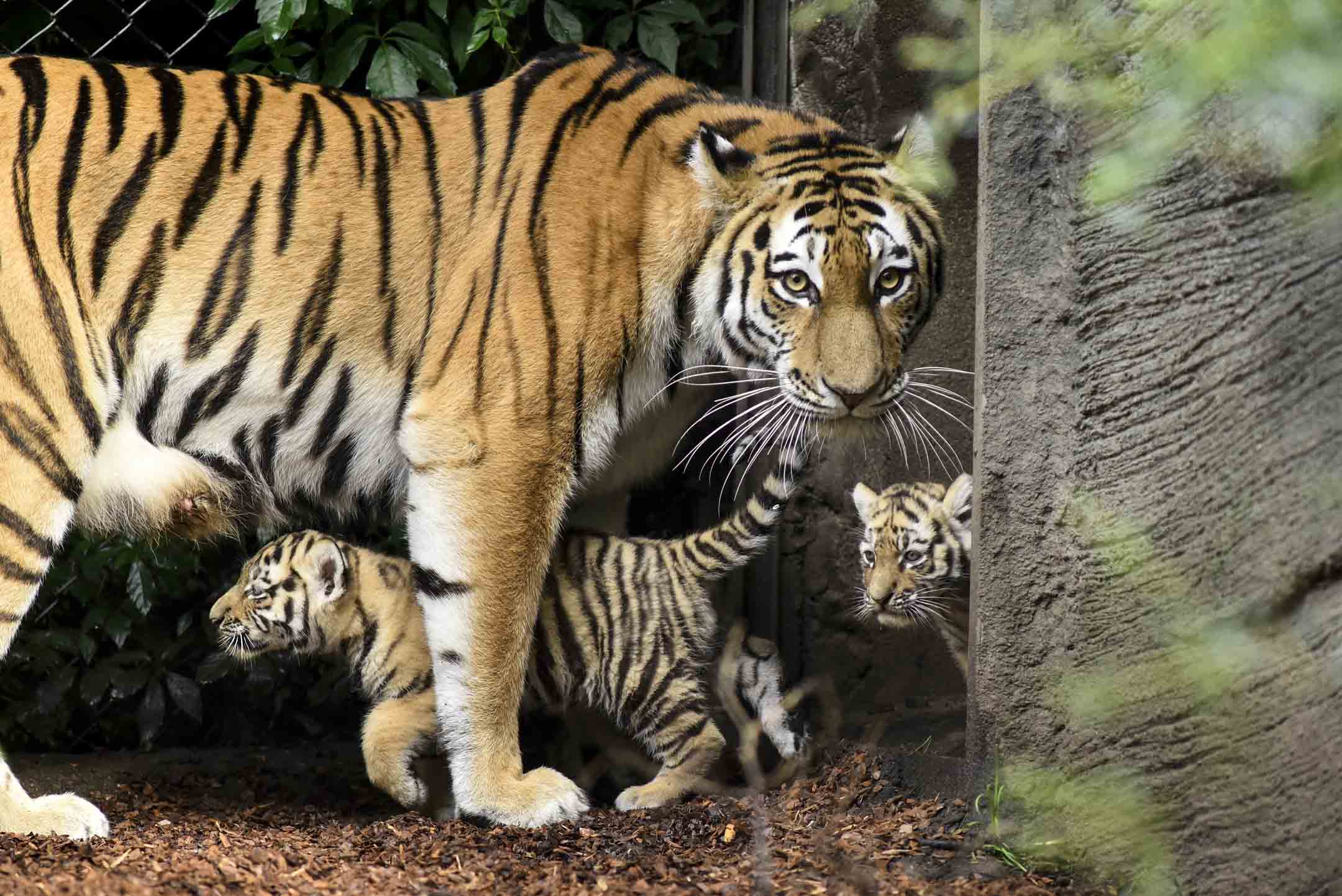 德国汉堡哈根贝克动物园，七周大的新生幼虎与母亲一起在动物园里。摄：Christian Augustin/Getty Images